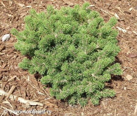 Pinus mugo 'Mops'
